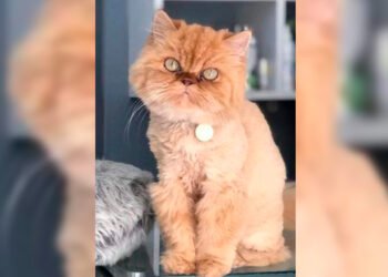 Recuperaron a Greta, la gata robada en Ibagué