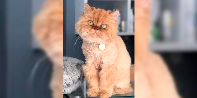 Recuperaron a Greta, la gata robada en Ibagué