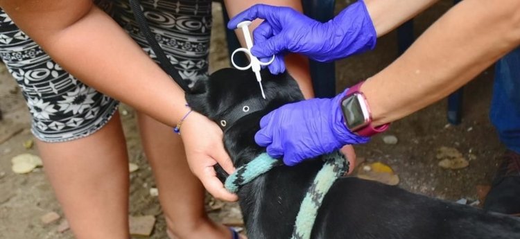 Así funciona el Hospital Veterinario de la Universidad del Tolima