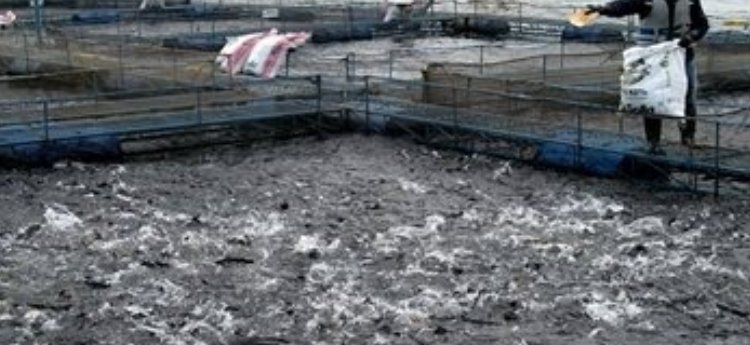El ICA declaró estado de emergencia sanitaria por una bacteria que está matando peces en Colombia
