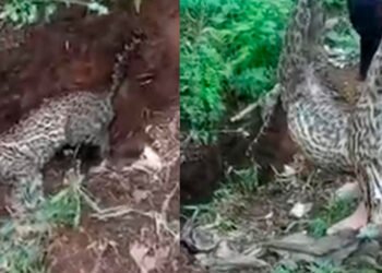 Tigrillo que se metió a una finca en Mariquita murió atacado por perros