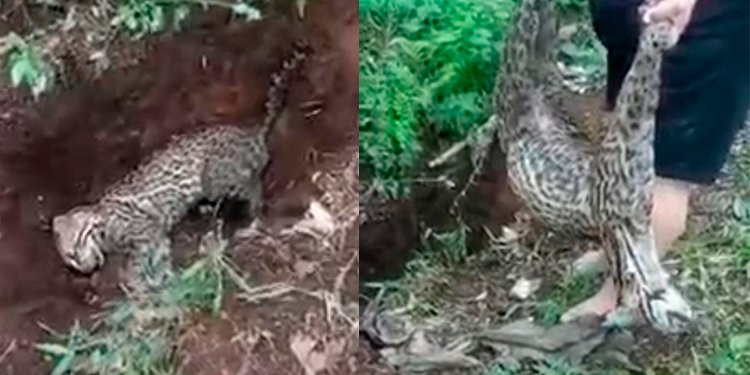 Tigrillo que se metió a una finca en Mariquita murió atacado por perros