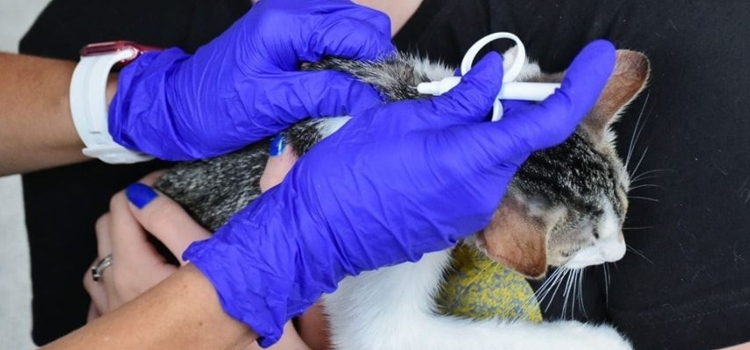 Las mascotas de Ibagué recibirán atención por parte de La Gobernación del Tolima y Universidad del Tolima