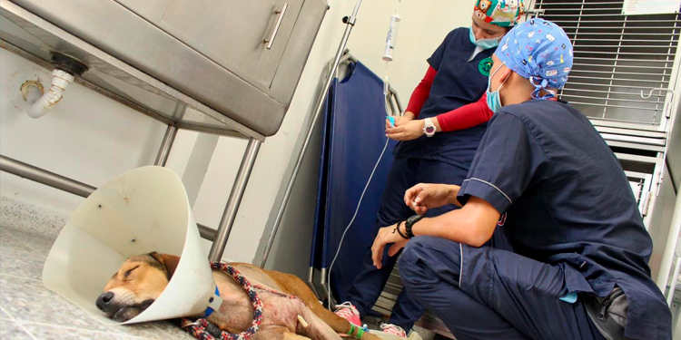 Propietarios de establecimientos de cuidado animal pueden solicitar visita de inspección