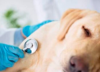 Hombre que se hacía pasar por veterinario en Guamo tendrá que responder por maltrato animal