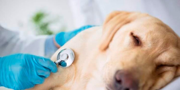 Hombre que se hacía pasar por veterinario en Guamo tendrá que responder por maltrato animal