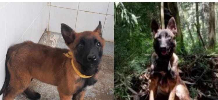 El Ejército desiste de la búsqueda de Wilson, el perro que ayudó a rescatar a los niños en la selva