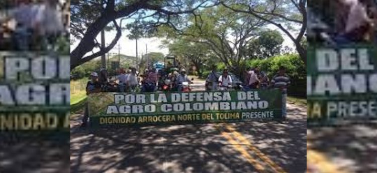 Arroceros del Tolima seguirán almacenando producto esperando que mejore el precio de la carga