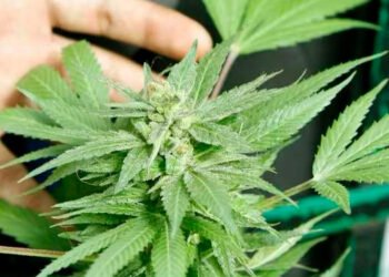 Proyecto de ley que regula la venta de Cannabis para uso recreativo quedó a solo un debate de ser aprobado