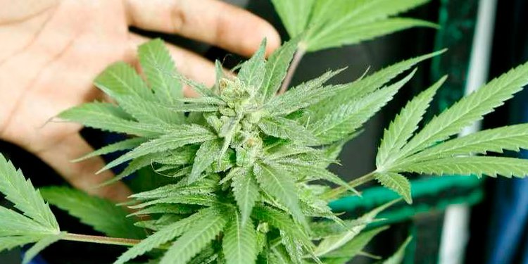 Proyecto de ley que regula la venta de Cannabis para uso recreativo quedó a solo un debate de ser aprobado