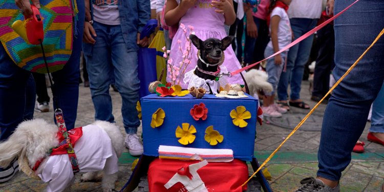 Se viene el segundo desfile folclórico de mascotas