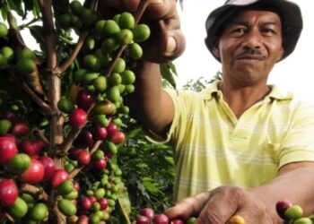 Caficultores tolimenses piden ayuda y dicen estar en crisis