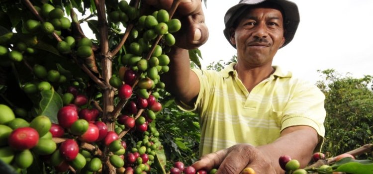 Caficultores tolimenses piden ayuda y dicen estar en crisis