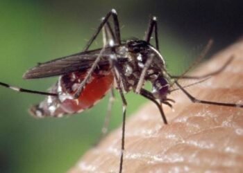 Sigue la guerra contra el mosquito del Dengue 