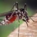 Sigue la guerra contra el mosquito del Dengue