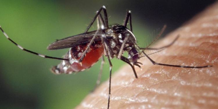 Sigue la guerra contra el mosquito del Dengue 
