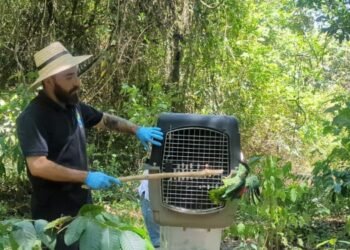 Cortolima celebra el Día Nacional de la Fauna Silvestre con la liberación de 22 animalitos