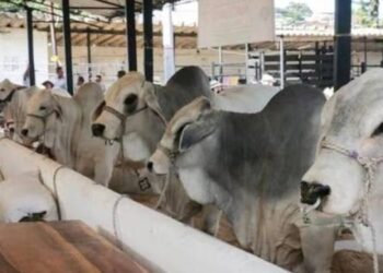 Este fin de semana Feria Equina en Líbano y Ganadera en Chaparral