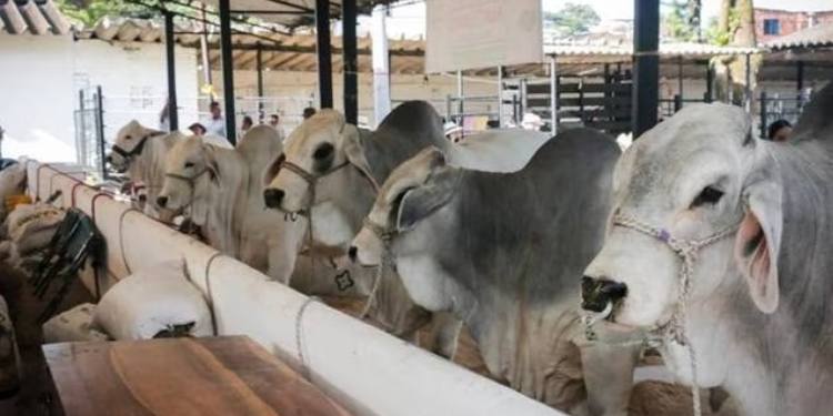 Este fin de semana Feria Equina en Líbano y Ganadera en Chaparral