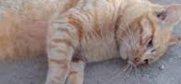 El CAPA investiga asesinato repetido de gatos en la plaza La 14