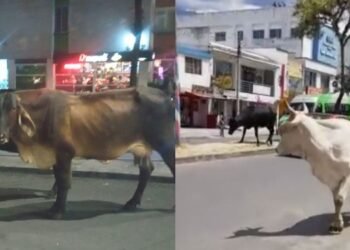 Las vacas se tomaron el centro de Ibagué y caminan libremente las avenidas