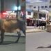 Las vacas se tomaron el centro de Ibagué y caminan libremente las avenidas