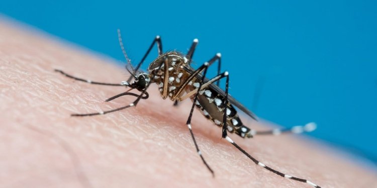 Alerta en la ciudad de Ibagué por el alto índice de casos de dengue en las comunas 7,8 y 9