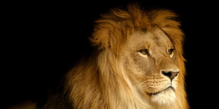 Hoy es el Día Internacional del León: “El Rey de la Selva”
