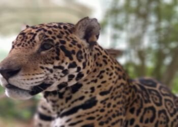 Foto Suministrada por: Cortolima