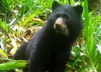 El Tolima implementa estrategia para la conservación del oso de anteojos
