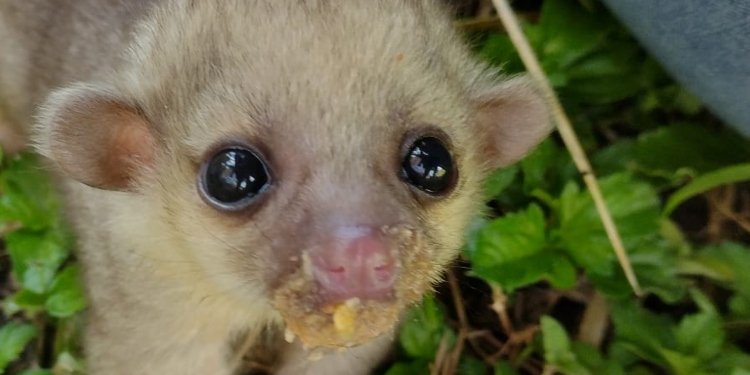 Perro de Monte Herido Recibe Atención Especializada en el CAV de Cortolima