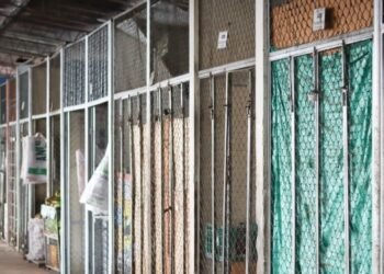 Pérdidas de hasta el 70% y puestos de las plazas cerrados ha dejado el paro de transporte en Ibagué