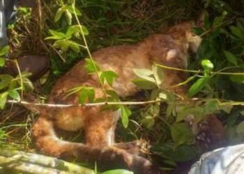 Autoridades ambientales reportaron el hallazgo de un puma sin vida en zonal rural del departamento de Antioquia, al parecer, habría sido envenenado