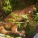 Autoridades ambientales reportaron el hallazgo de un puma sin vida en zonal rural del departamento de Antioquia, al parecer, habría sido envenenado