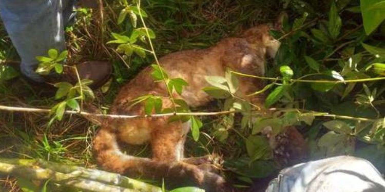 Autoridades ambientales reportaron el hallazgo de un puma sin vida en zonal rural del departamento de Antioquia, al parecer, habría sido envenenado