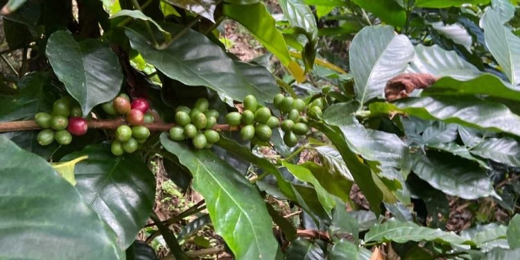 Caficultores tolimenses rechazan al Presidente de la Federación Nacional de Cafeteros 