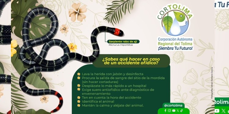 Cortolima trabaja en la prevención y manejo de accidentes ofídicos 