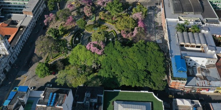 Ibagué Celebra una Excelente Calidad de Aire: Cortolima Confirma Resultados Positivos