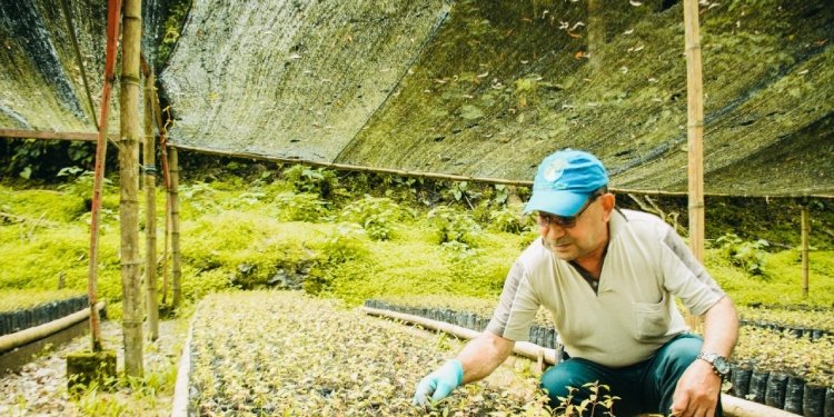 Cortolima Invita a la Ciudadanía a Participar en la Restauración Ecológica con Material Vegetal Gratuito