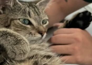 Gatica que fue presuntamente abusada ya se encuentra estable en el Hospital Veterinario de la UT