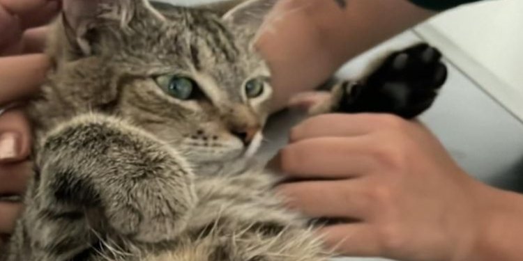 Gatica que fue presuntamente abusada ya se encuentra estable en el Hospital Veterinario de la UT