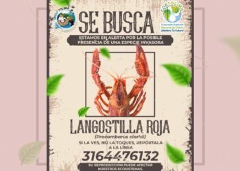 Alerta en el Tolima por la Llegada de la Langostilla Roja