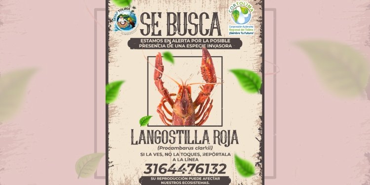 Alerta en el Tolima por la Llegada de la Langostilla Roja