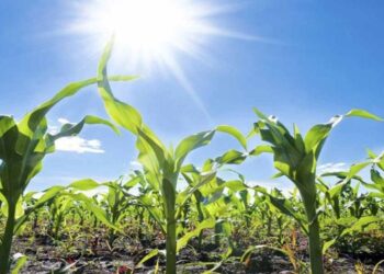 Aumenta un 15% la perdida de cultivos en el Tolima por ola de Calor