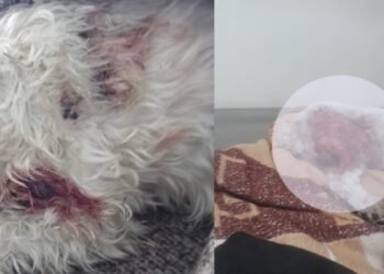 Perro pitbull atacó una mascota en Villa del Sol