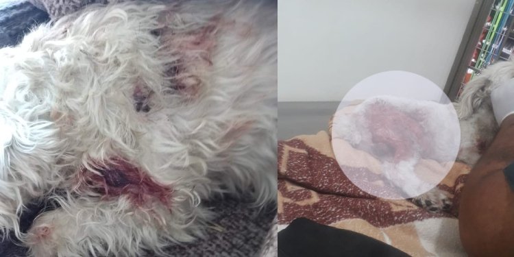 Perro pitbull atacó una mascota en Villa del Sol