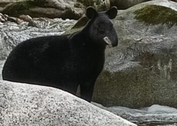 Imponente Avistamiento de Danta en el sur del Tolima