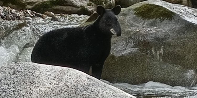 Imponente Avistamiento de Danta en el sur del Tolima