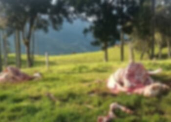 Capturados seis falsos comerciantes que engañaban para robar y matar ganado en Cajamarca