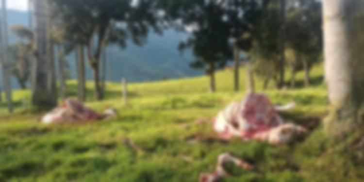 Capturados seis falsos comerciantes que engañaban para robar y matar ganado en Cajamarca